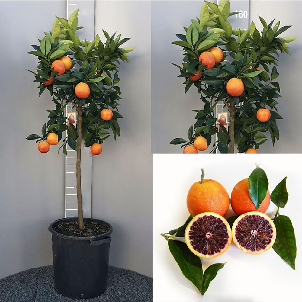 SAVINI VIVAI Orangenpflanze, Dunkeloranger Zitrusbaum Im 20 Cm Topf, Höhe 70 Cm, 2-3 Jahre Veredelung, Hergestellt in Italien