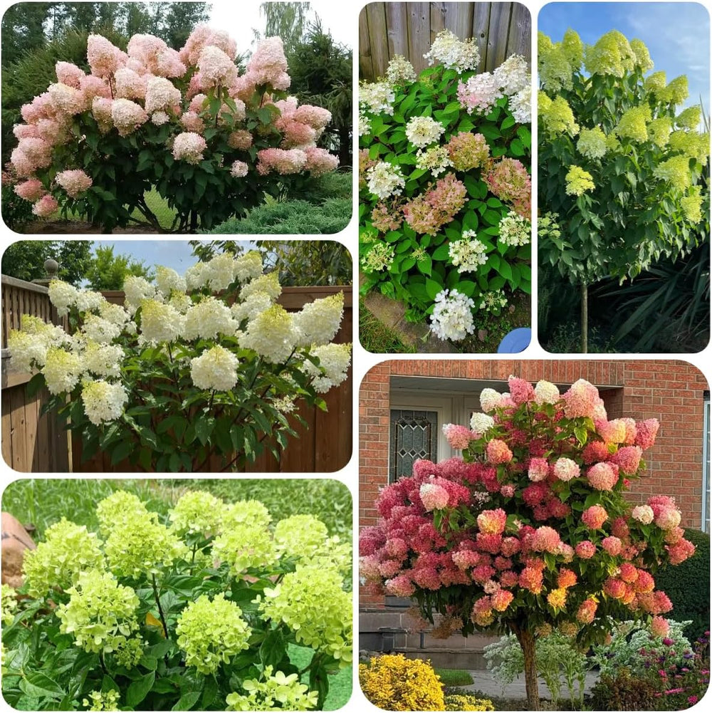Rispenhortensie, Rispenhortensien Immergrüne Sträucher Winterhart Blühend Hortensien Balkonblumen Schnittblumen Gartenblumen Balkonpflanzen Deko Blumenwiese Mehrjährig Zierblumen Für 160Samen