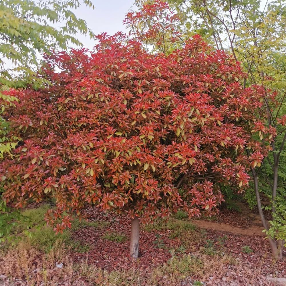 Glanzmispel Red Robin, Sträucher Garten Photinia Fraseri Red Robin, Exotische Gartenpflanzen Winterhart Mehrjährig 800Samen
