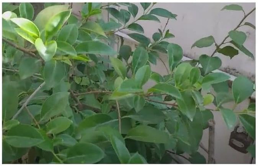 Stk - 10X Ligustrum Japonicum Japanischer Liguster Garten Pflanzen - Samen B1258 -