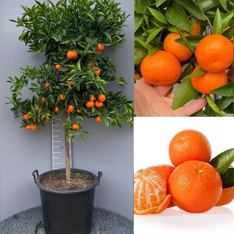 SAVINI VIVAI Clementinenpflanze, Gewöhnlicher Clementinen-Zitrusbaum Im 20 Cm Topf, Höhe 70 Cm, 2-3 Jahre Veredelung, Hergestellt in Italien