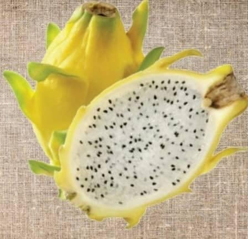 3 Pitaya-Pflanzen, Verschiedene Sorten, Gelb, Rot, Weiß, 30 – 40 Cm, Drachenfrucht, Zamoran, Guyute, Golden Yellow Vivaio Amazonseeds