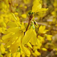Forsythie Strauch, Schnell Wachsende Sträucher Forsythia Suspensa, Bio Kräutergarten Geschenk Stauden Winterhart Mehrjährig Kräutersamen 20Samen