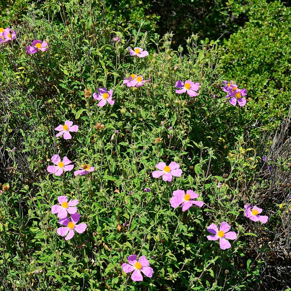 Zistrose Exotische Bio Grünpflanzen Cistus Creticus Seltene Büropflanzen Balkonpflanzen Frühlingsblumen Winterharte Kübelpflanzen Topfpflanzen Nachhaltige Geschenke 250Samen