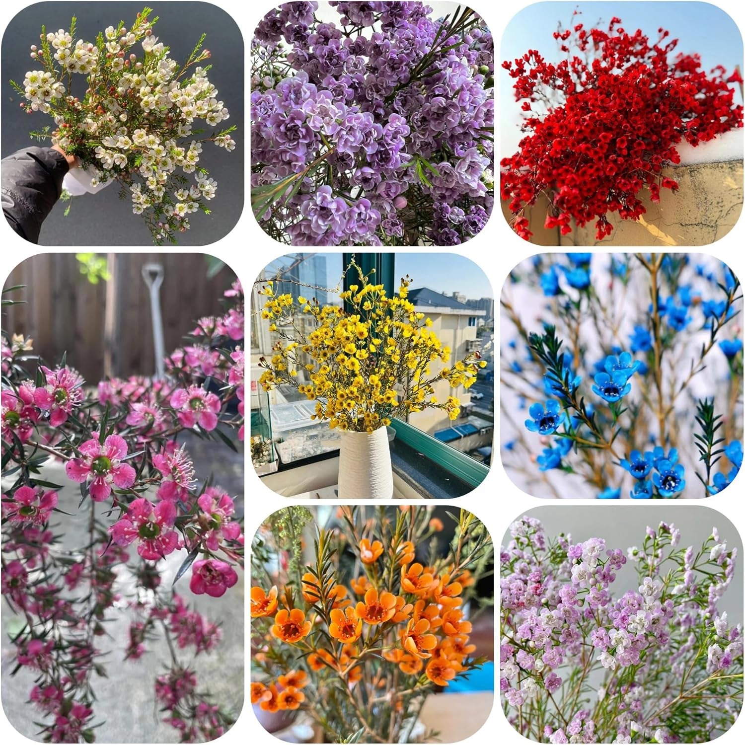 Chamelaucium Uncinatum - Schnell Wachsende Sträucher Herbst Deko Wohnzimmer Balkon Minigarten Für Sonnige Plätze Balkonpflanzen Frühlingsblumen Topfpflanzen Nachhaltige Geschenke 40Samen