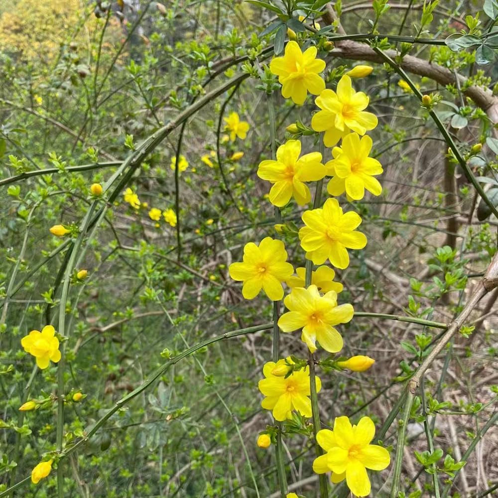 Winterjasmin Hochbeet Kräuterpflanzen Minigarten Winterjasmin Schnell Wachsende Sträucher Ausgefallene Geschenke Herbst Deko Wildblumensamen Schnittblumenv Gartendeko Für Draußen 60Samen