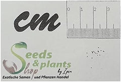 Stk - 10X Begonia Coccinea Ziersträucher Garten Pflanzen - Samen ID331 -