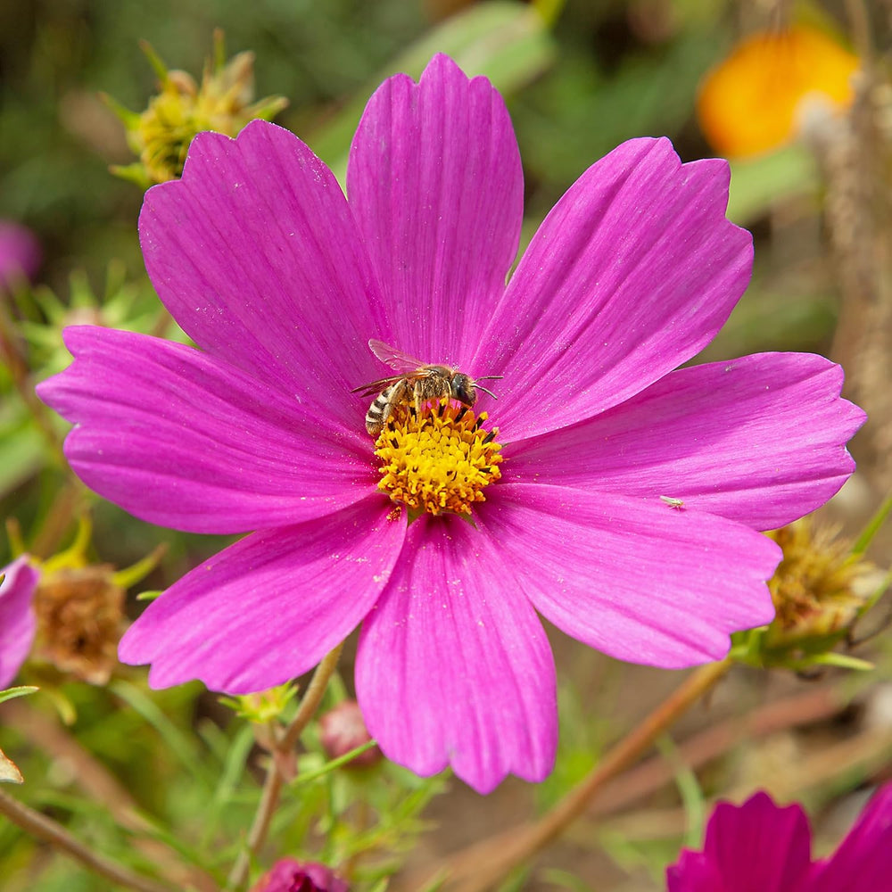 Semințe de Cosmos (Pestrițe): Semințe de Cosmos Premium pentru 100 de plante Cosmos cu flori – Semințe de flori comestibile – Semințe de flori colorate – Semințe de flori sălbatice de la OwnGrown