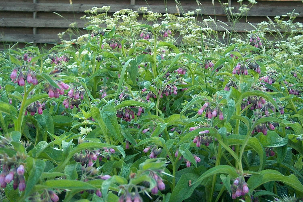 SAFLAX - Heilpflanzen - Beinwell - 15 Samen - Mit Keimfreiem Anzuchtsubstrat - Symphytum Officinale