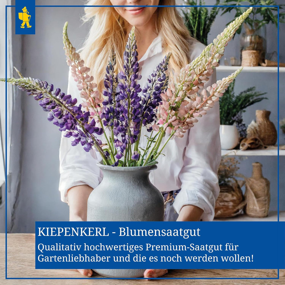 Zinnien Dahlienblütige Mischung