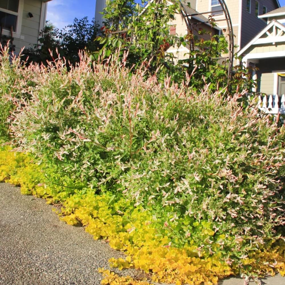 Harlekinweide, Sträucher Garten Salix Integra, Seltene Exotische Immergrüne Sträucher Topfpflanzen Draußen Winterhart Hochbeet 20Samen