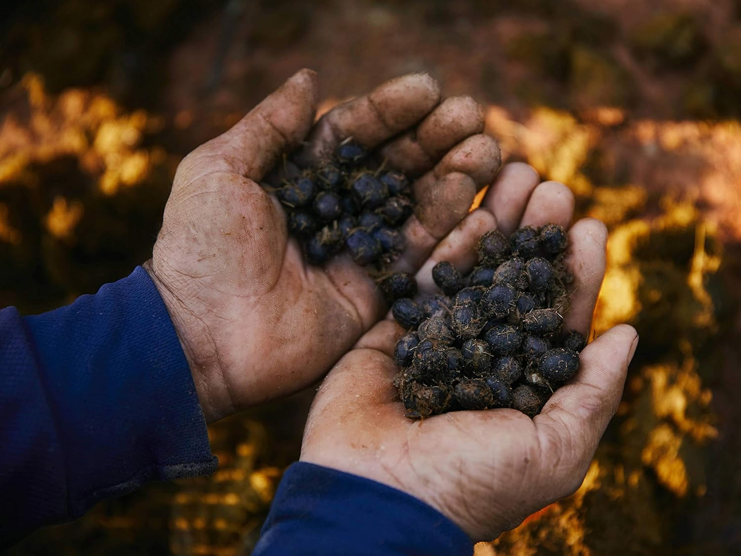 Cafea Black Ivory - 35 de grame de boabe de cafea, boabe întregi, neprăjite, fără arome adăugate, 1 bucată