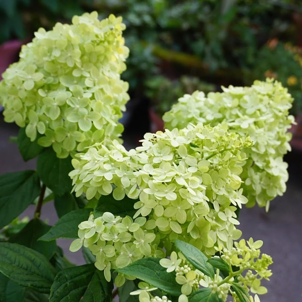 Rispenhortensie Frühlingsblume Winterharte Kübelpflanzen Hydrangea Paniculata Deko Blumenwiese Mehrjährig Topfpflanzen Hecken Kletterpflanzen Steingartenpflanzen Wiesensaatgut Garten 250Samen