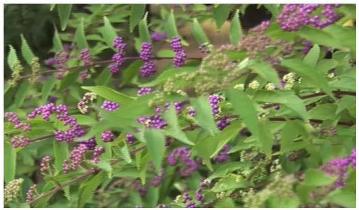Stk - 10X Callicarpa Dichotoma Purpur Schönfrucht Garten Pflanzen - Samen B197 -