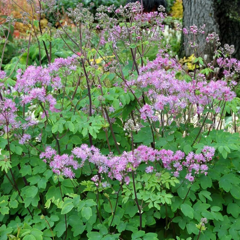 Thalictrum Aquilegifolium Exotische Winterhart Küchenkräuter Balkonpflanzen Mehrjährig Blumenwiese, Gartendeko Für Draußen 300Samen