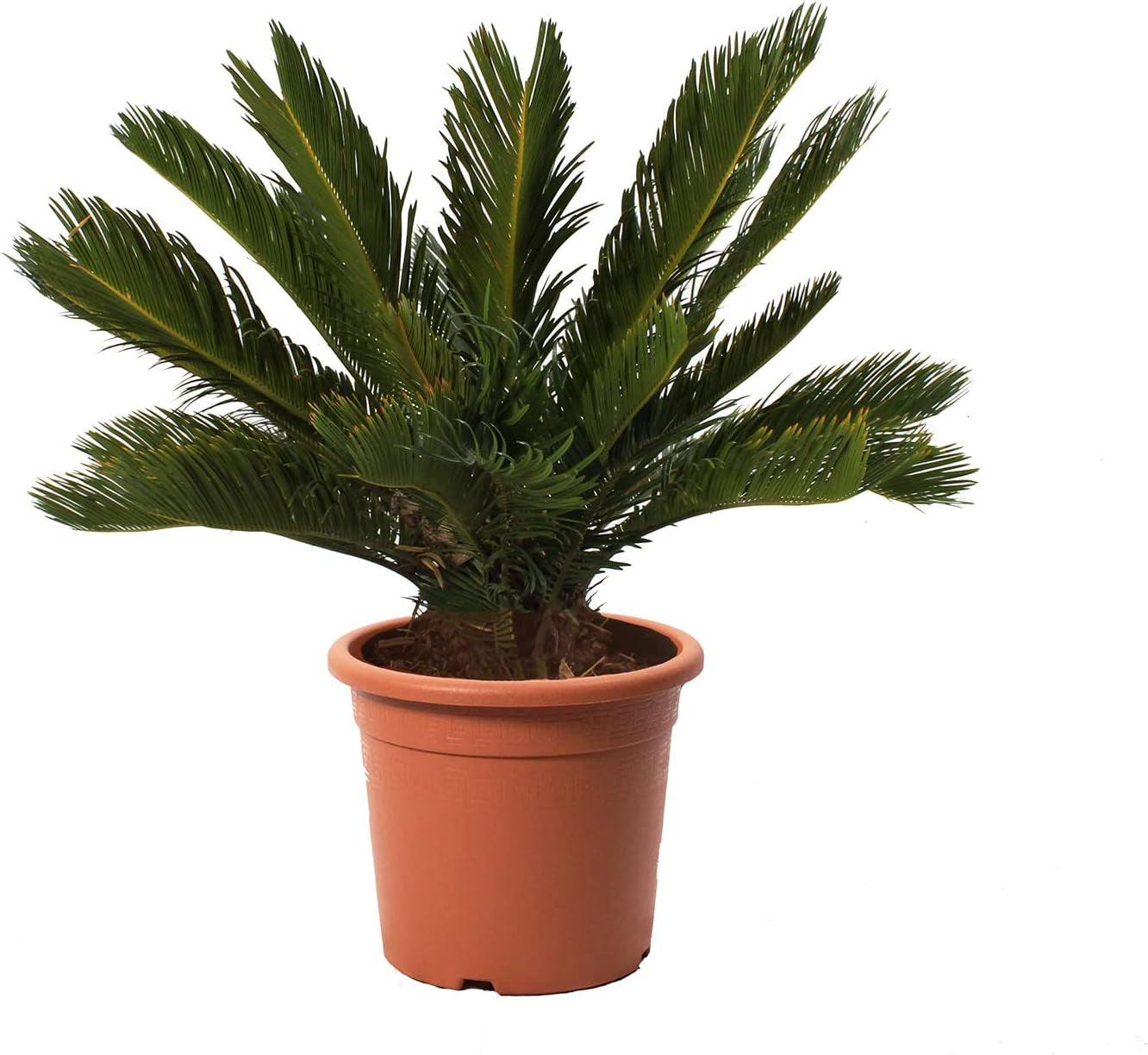 KENTIS - Cycas Revoluta Zwergpalme - Echte Palme Für Den Außenbereich Gartenpflanze - Hoch 100-125 Cm Topf Ø 30 Cm