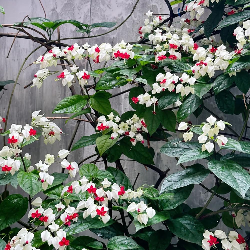 Clerodendrum Thomsonaesamen, Garten Mehrjährig Winterhart Stauden 250Pcs