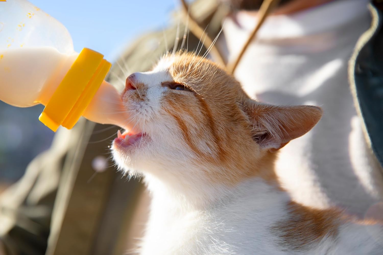 Foozia Pulbere Lapte Capra Pur - Fara Adaosuri Pentru Oameni, Animale