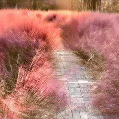 Muhlenbergia Capillaris, Ziergras Balkonpflanzen Winterhart, Hochbeet Topfpflanzen Draußen Winterhart Herbst Deko 400Samen