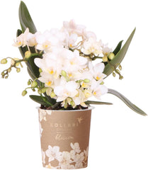 Kolibri Orchids | Weiße Phalaenopsis Orchidee - Nazaré - Topfgröße Ø9Cm | Blühende Zimmerpflanze - Frisch Vom Züchter