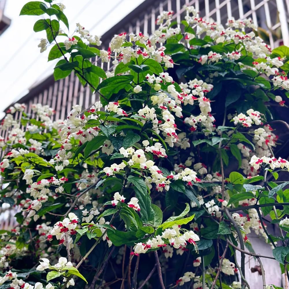 Clerodendrum Thomsonaesamen, Garten Mehrjährig Winterhart Stauden 250Pcs