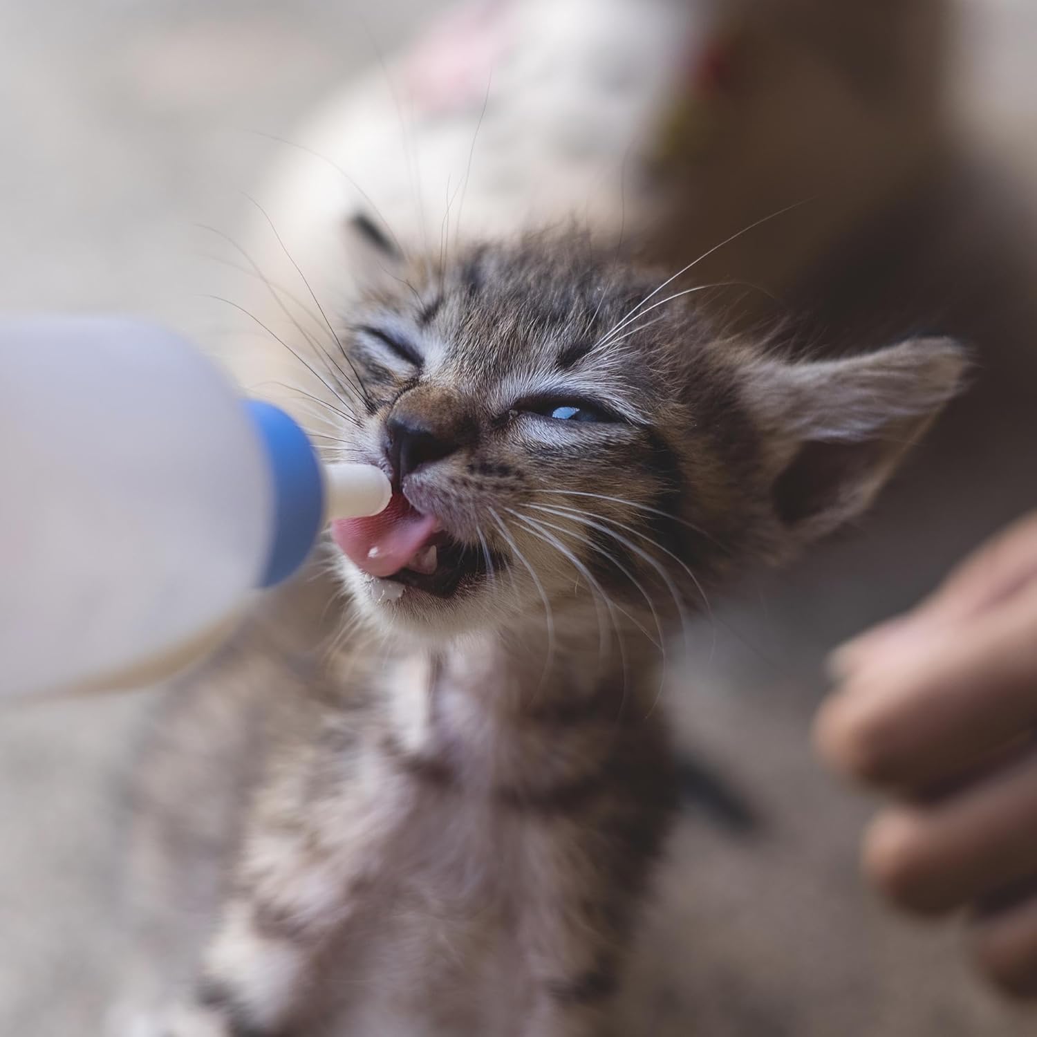 Foozia Pulbere Lapte Capra Pur - Fara Adaosuri Pentru Oameni, Animale