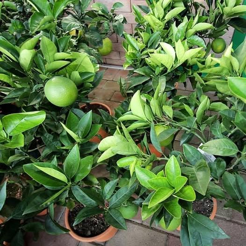 Clementine Zitrusfrüchte - Citrus Clementina - Obstpflanze Auf Blumentopf 22 - Baum Max 70 Cm - Anbau Italien