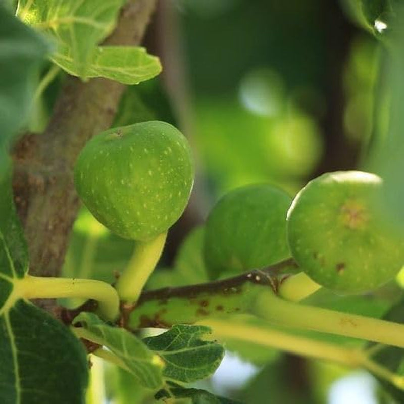 Feigenbaum Colummaro Weiß – Obstpflanze Alte Sorte Topf Ø 26 Cm, Max. Wuchshöhe 180 Cm – Alter: 4 Jahre - Italienische Baumschule