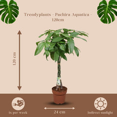 Trendyplants - Pachira Aquatica - Geldbaum - Zimmerpflanze - Höhe 110-130 Cm - Topfgröße Ø24Cm