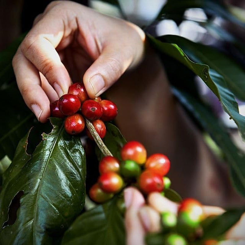 Kaffee Kolumbien Mocatán – Ganze Bohnen – 100% Arabica – Natürlich geröstet – Fruchtiges Aroma – Single Origin Spezialität – 500g Kaffeegenuss