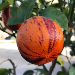 SAVINI VIVAI Zitronenpflanze, Zitrusbaum Lemon Arcobal Im 20 Cm Topf, Höhe 70 Cm, 2-3 Jahre Veredelung, Hergestellt in Italien