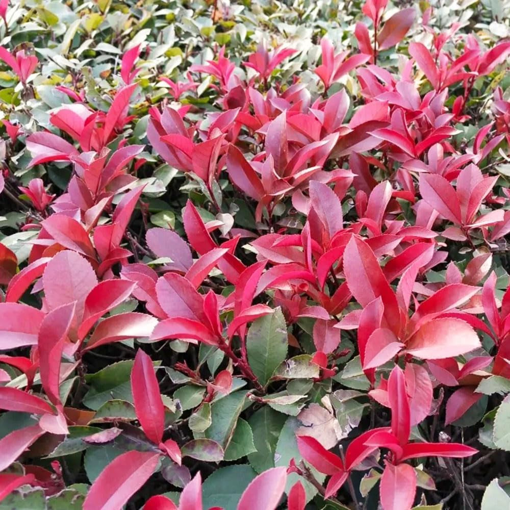Glanzmispel Red Robin - Hecken Bio Sträucher Garten Balkonpflanzen Exotische Outdoor Seltene Bodendecker Für Sonnige Plätze Schnell Wachsende Sträucher Blühende Sträucher 500Samen