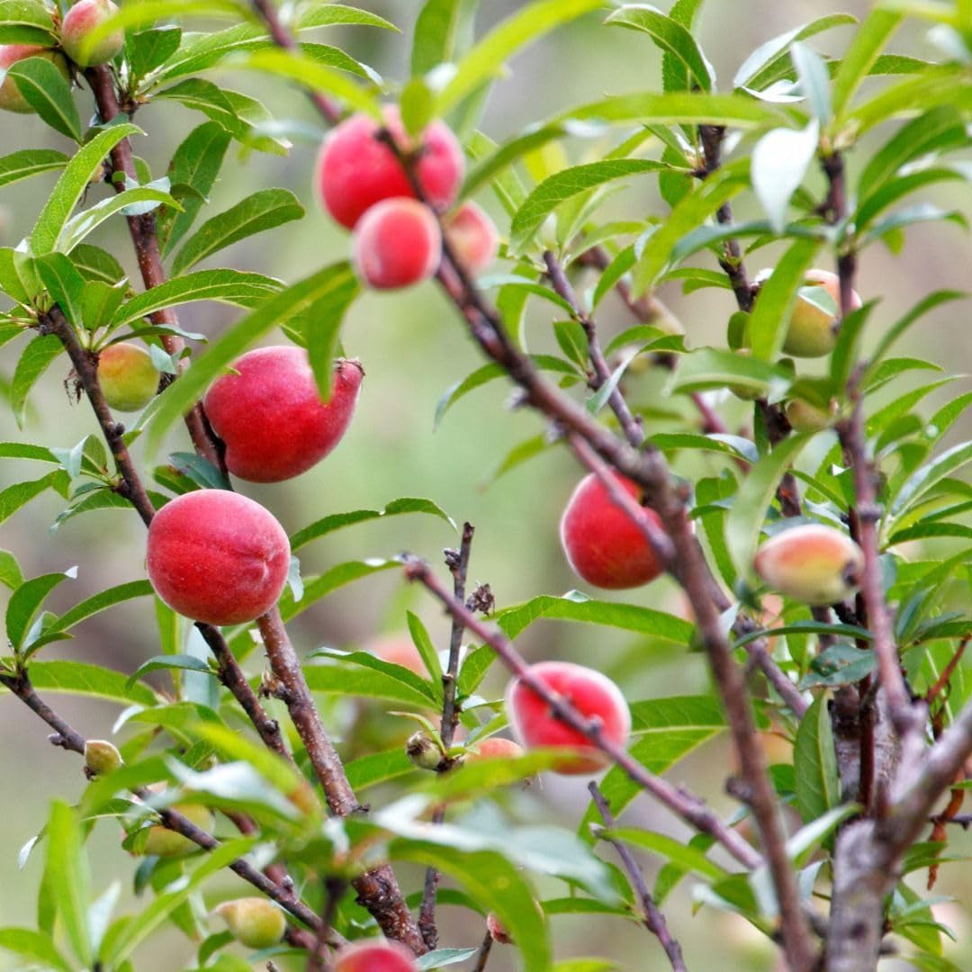 Pfirsiche Pulpa Rote Vigna - Obstpflanze Alte Frucht Auf Blumentopf 20 Baum Max 170 Cm – 2 Jahre Anbau Italien