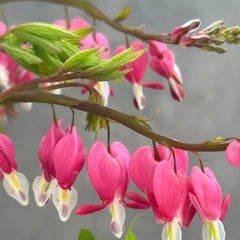 Tränendes Herz Kaufen - Dicentra Spectabilis - Winterharte Für Garten Zierblumen Blumendeko Frühlingsblume 180Samen