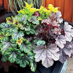 Heuchera - Purpurglöckchen Immergrüne Sträucher Hecken Heilkräuter Garten Geschenk Schnell Wachsende Sträucher Seltene Küchenkräuter Deko Deko Wohnzimmer Frühlingsblumen 400Samen