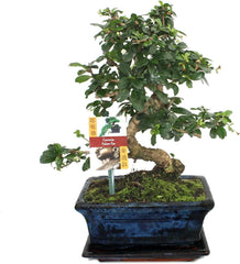 Exotenherz - Bonsai Chinesischer Feigenbaum - Ficus Retusa - Ca. 10 Jahre