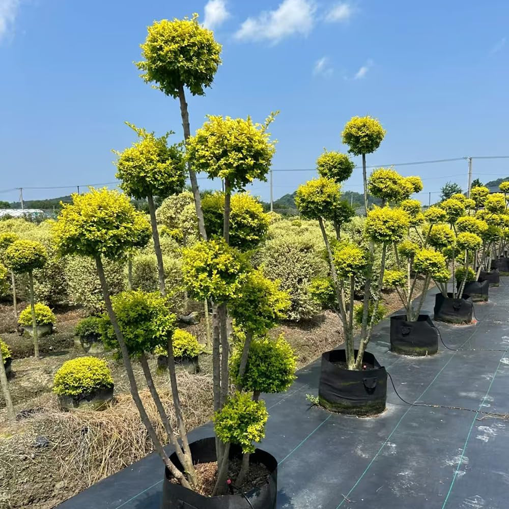 Liguster Heckenpflanzen Luftreinigende Zimmerpflanzen Liguster Büropflanzen Immergrüne Seltene Gartendeko Für Draußen Winterharte Garten Deko Pflanzensamen Bodendecker 200Samen