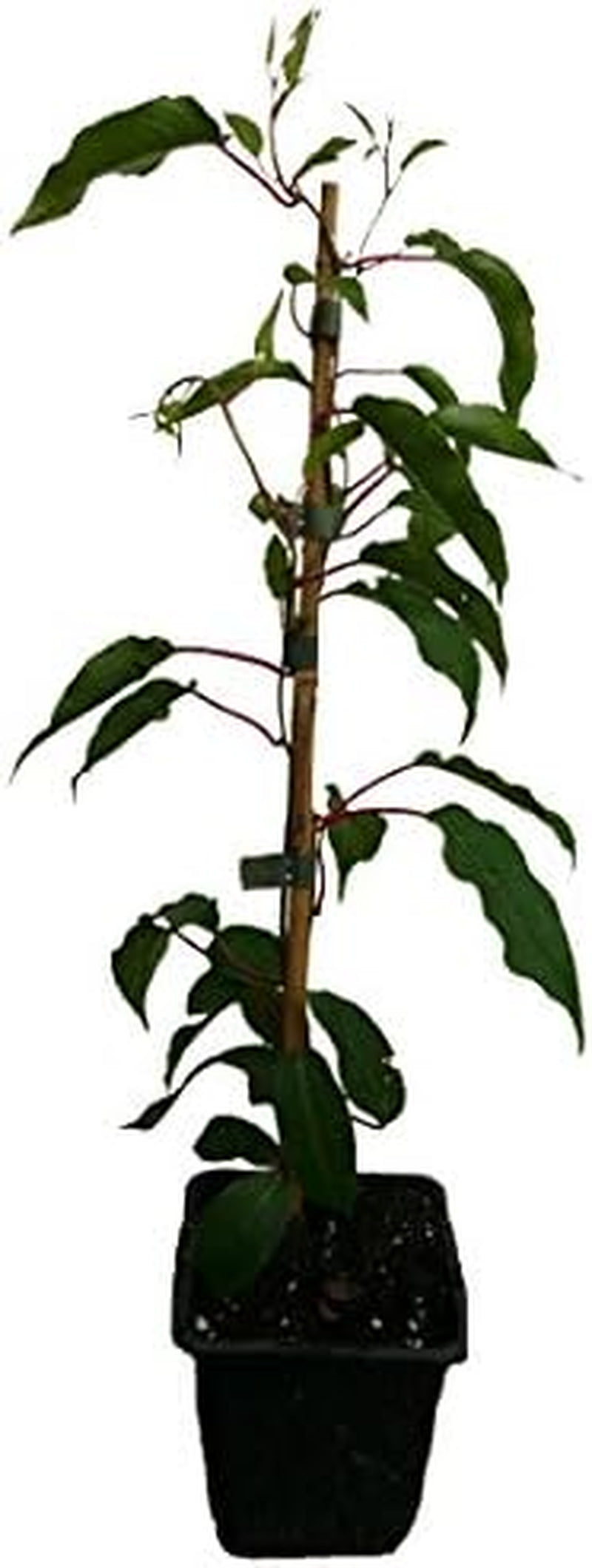 3 X Minikiwi Pflanzen - Bayernkiwi - Kens Red - Kiwibeere Actinidia Arguta Winterharte Trauben-Kiwi
