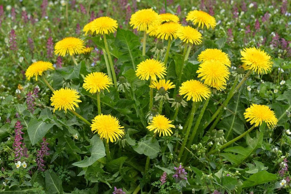 SAFLAX - BIO - Păpădie - 400 semințe - Taraxacum officinale