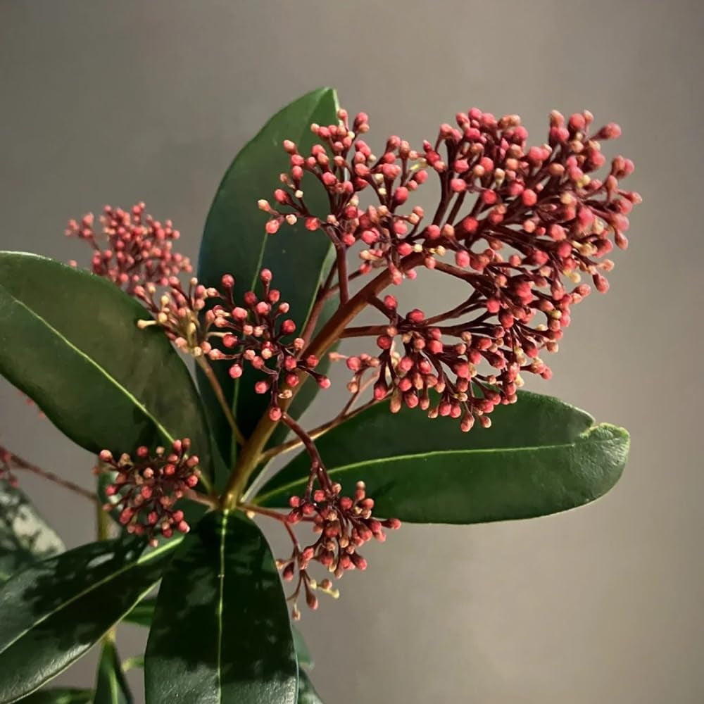 Skimmia - Wohnzimmer Deko Skimmia Japonica - Balkonpflanzen Winterhart Mehrjährig Für Draußen Winterhart Sträucher Bonsai 300Samen