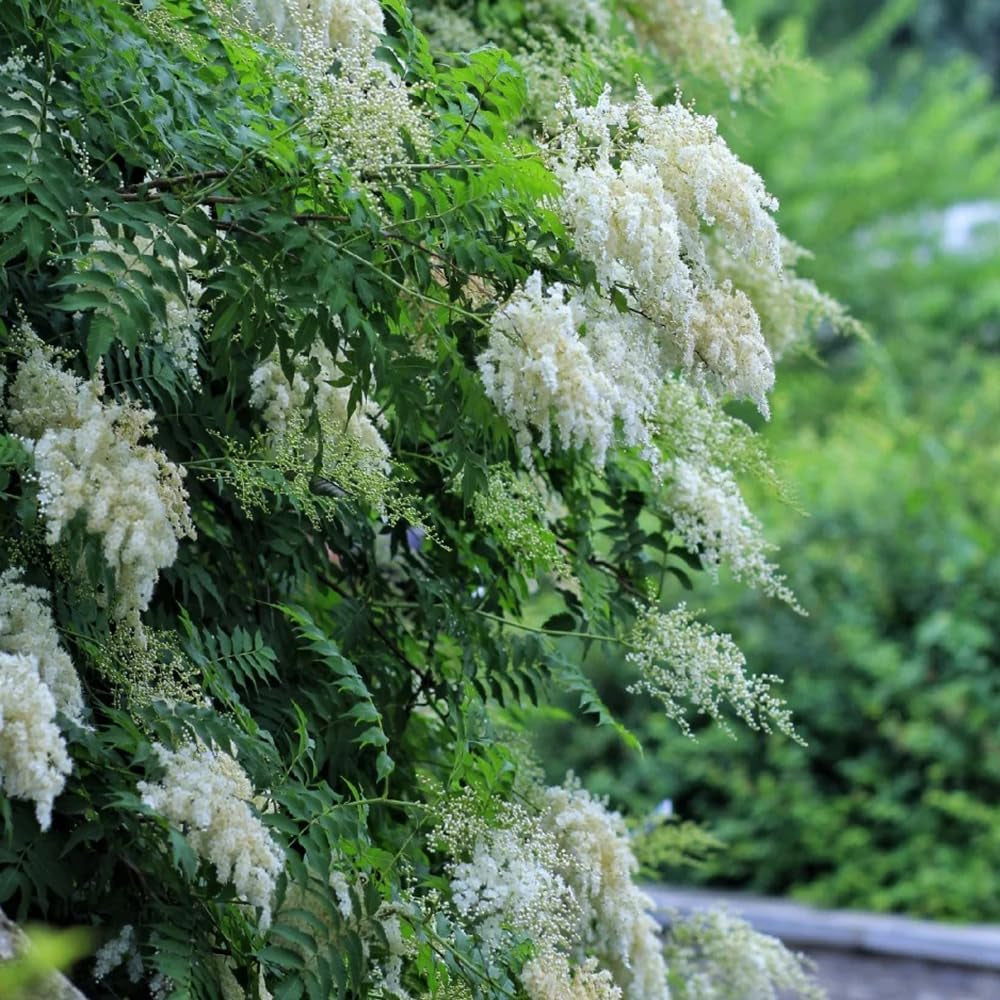 Sorbaria Sorbifolia, Fiederspiere, Exotische Wildblumensamen Mehrjährig Winterhart Alte Sorten Winterharte Für Garten 150Samen