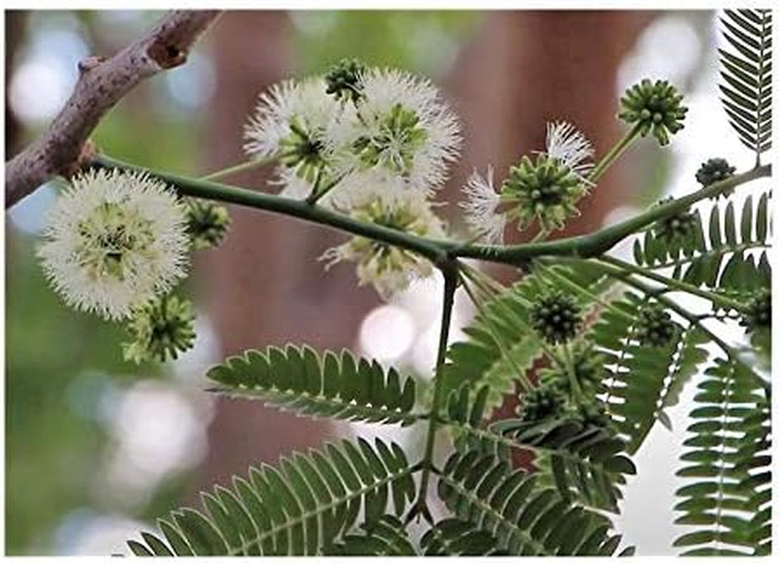 Stk - 20X Acacia Senegal Akazie Gummiarabikum Baum Pflanzen - Samen ID51 -