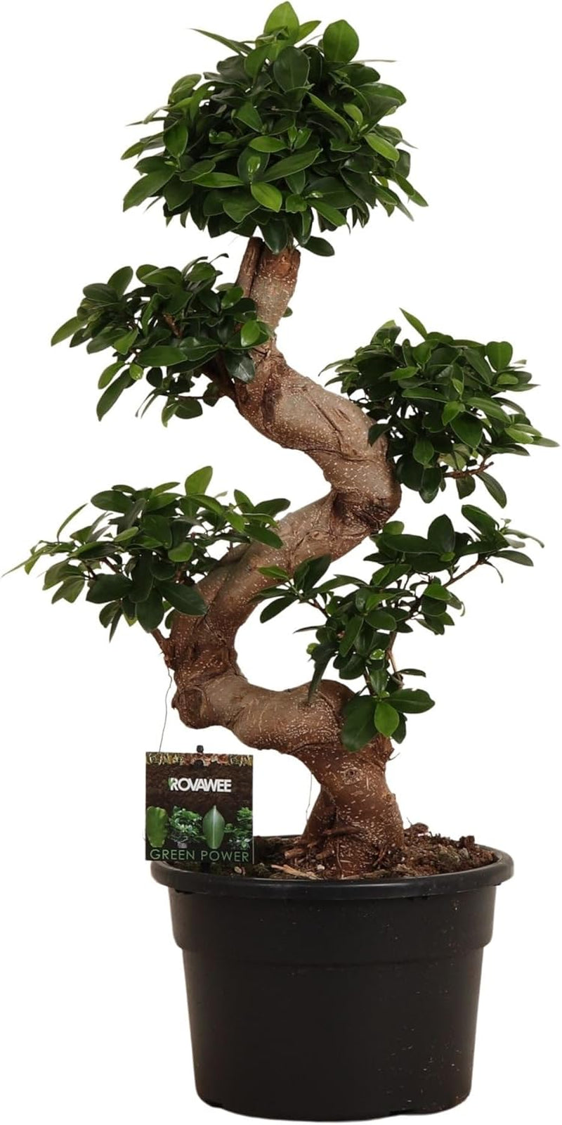 Trendyplants - Ficus Microcarpa Ginseng - Bonsai - Zimmerpflanze - Höhe 70-90 Cm - Topfgröße Ø23Cm