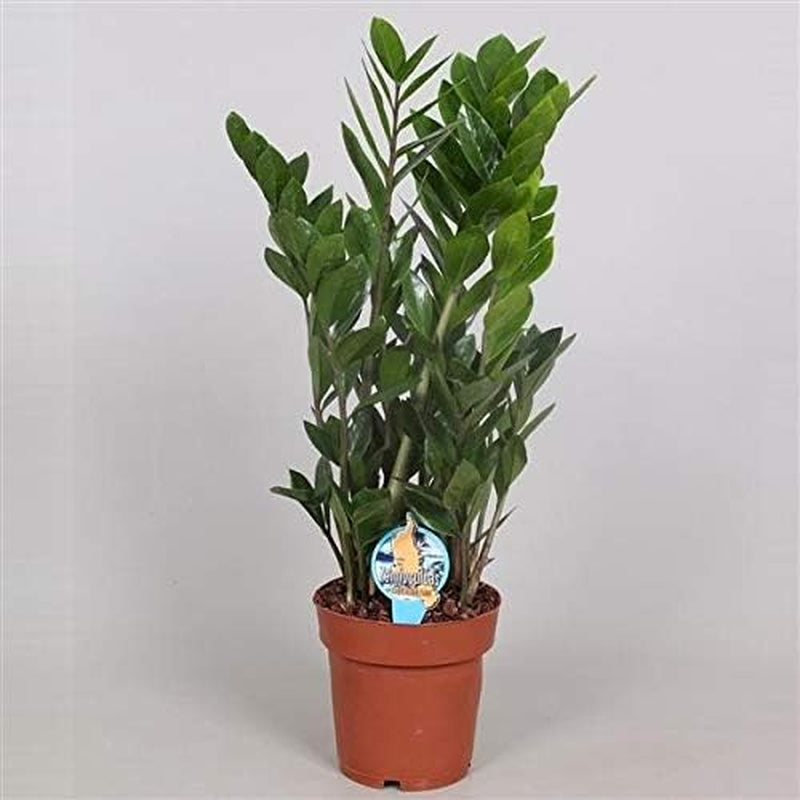 Zamioculcas Zamiifolia Zanzibar 90 Cm - Glücksfeder Zimmerpflanze, Pflegeleicht, Luftreinigend, Ideale Dekoration Für Ihr Zuhause