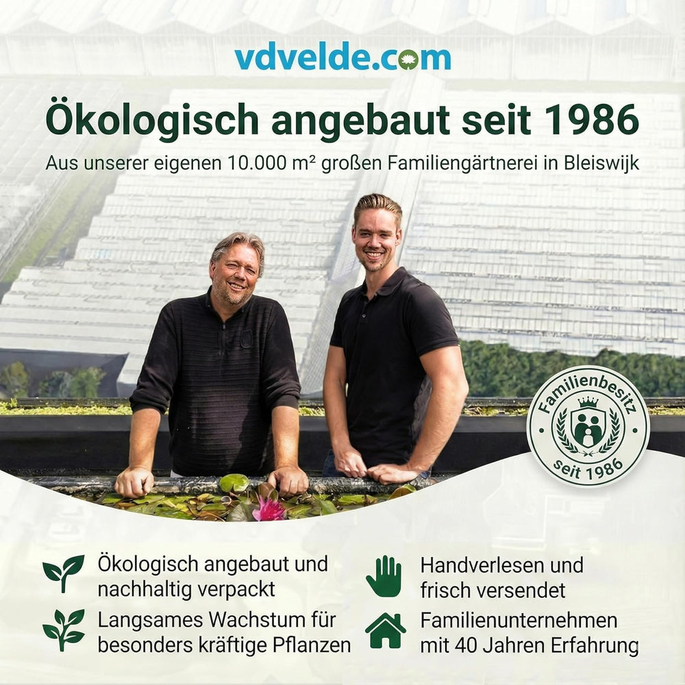 Luftreinigende Pflanzen – 6Er Set Echte Zimmerpflanzen Mit Seegras Töpfen – Tierfreundliche Und Pflegeleichte Grünpflanzen – Ideal Für Wenig Licht – Ø 12 Cm ↥ 40 Cm