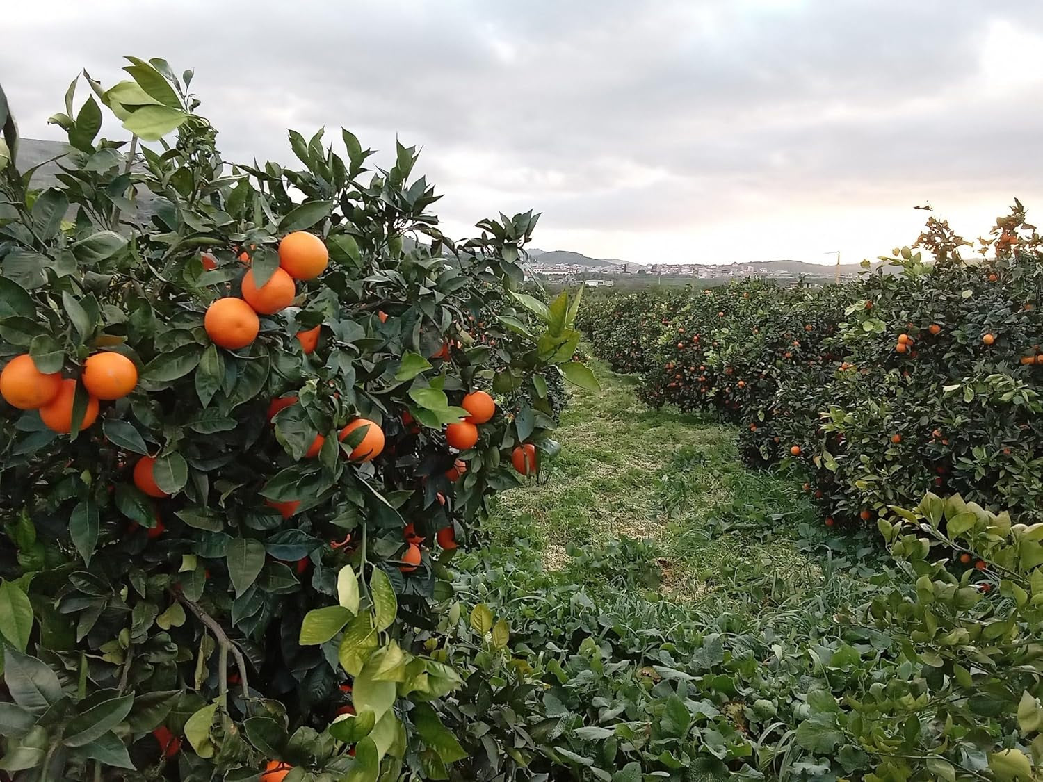 Zitrusfrüchte Süß Orange - Citrus Sinensis - Obstpflanze Höhe 80~90 Cm Topf 20 Cm
