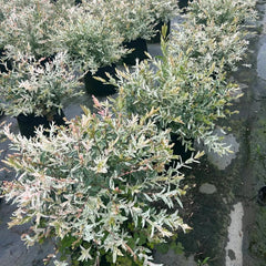 Harlekinweide - Garten Salix Integra - Schnell Wachsende Sträucher Baumsamen Sträucher Winterhart Gartenarbeit Geschenk Hochbeet Topfpflanzen Draußen Winterhart 20Samen