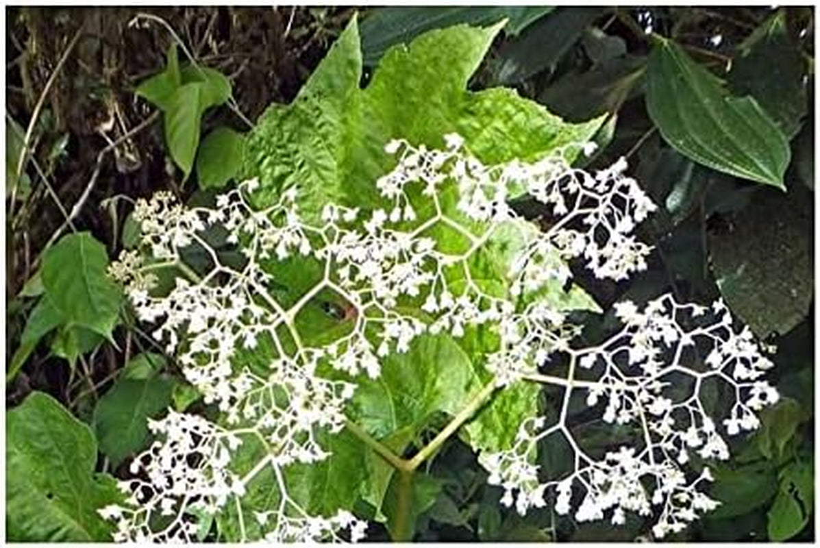 Stk - 10X Begonia Parviflora Baumbegonie Ziersträucher Garten Pflanzen - Samen ID344 -