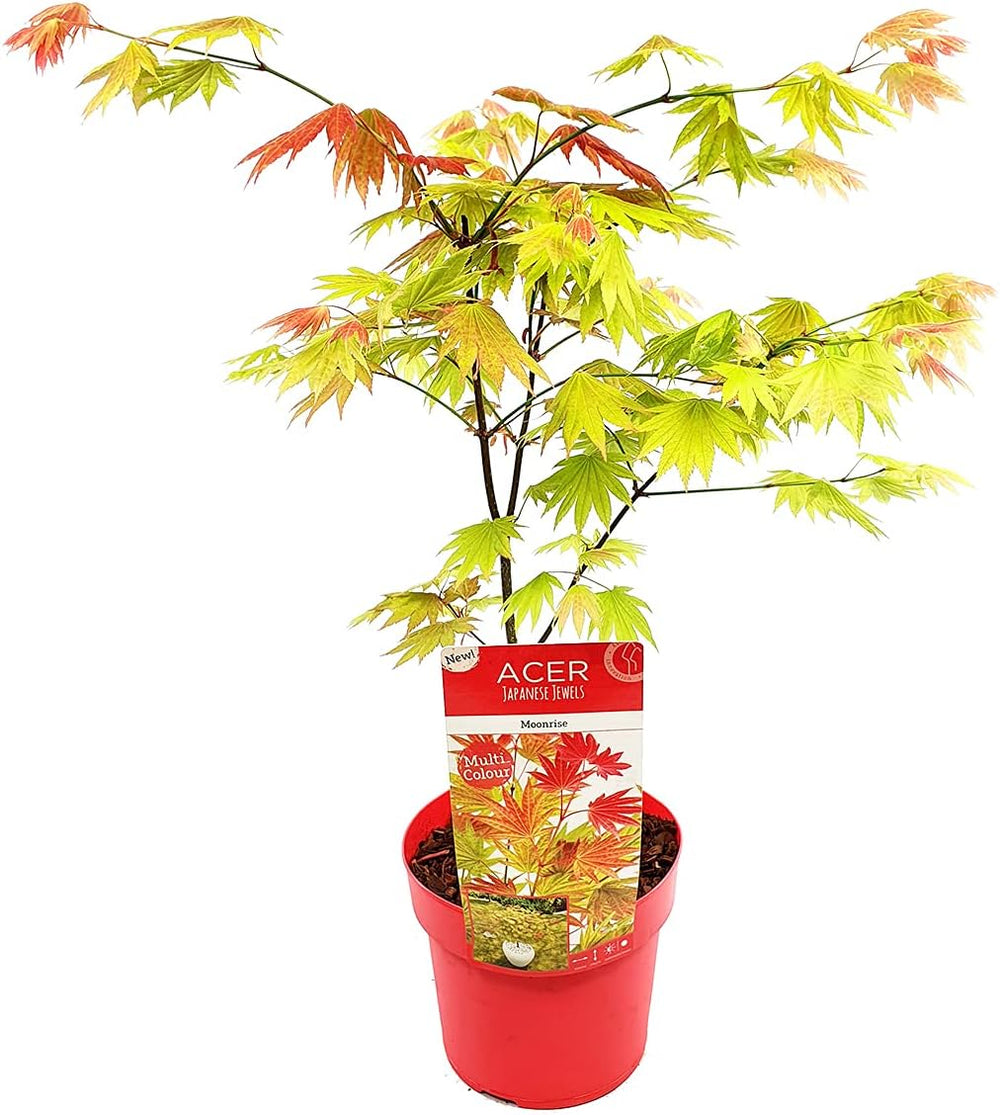Bloomique - Acer Shirasawanum Moonrise - Japanischer Ahorn - Gartenpflanzen - Winterhart - 50-70 Cm Hoch - Topf 19 Cm
