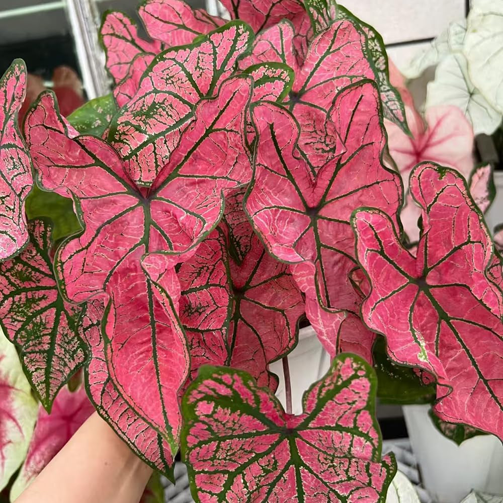 Caladium Heckenpflanzen Indoor Garden Zimmerpflanze, Balkonpflanzen Exotische Ausgefallene Gewächshaus Grünpflanzen Gartenpflanzen Für Draußen, 400Samen